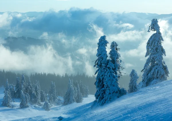 Árboles de abeto nevado en la ladera de montaña de invierno por la mañana . — Foto de Stock