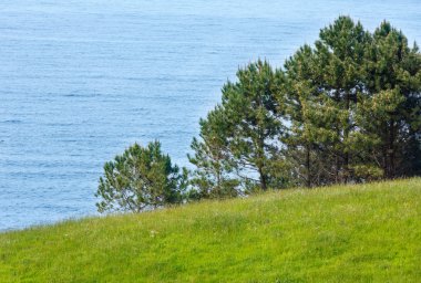 Çam ağaçlarının yaz kıyısında.