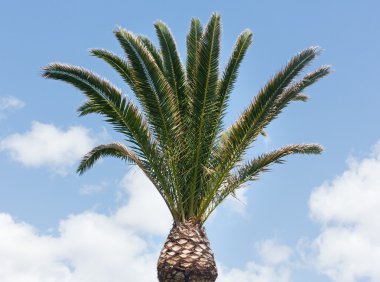 Gökyüzü arka planında palmiye ağacı. 