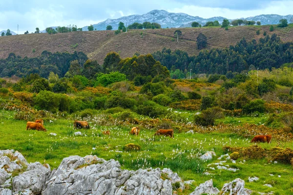 Manada de vacas no pasto . — Fotografia de Stock