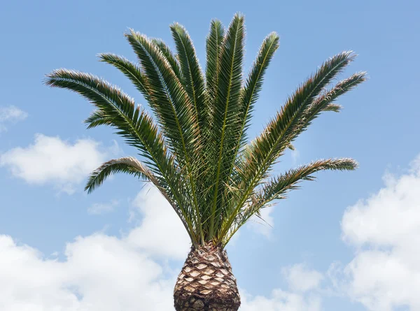 天空背景下的棕榈树. — 图库照片