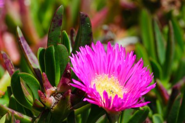 Pembe çiçekler (Carpobrotus) portre.
