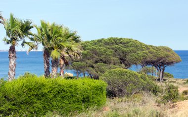 Palmiye ağaçları okyanus kıyısında.