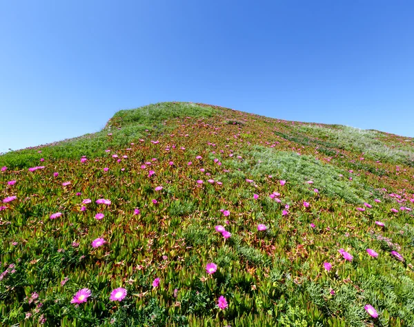 Roze bloemen (Carpobrotus) op heuvel. — Stockfoto