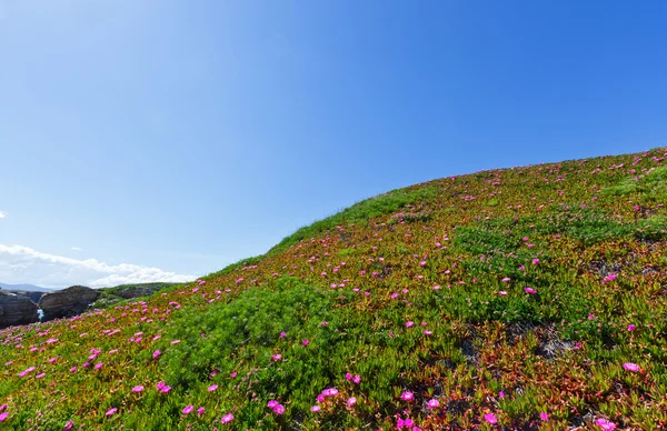 Fleurs roses (Carpobrotus) à flanc de colline . — Photo