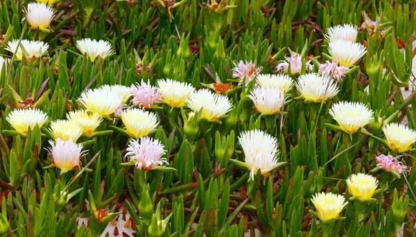 Białe kwiaty na zbliżenie piasku (Carpobrotus). — Zdjęcie stockowe