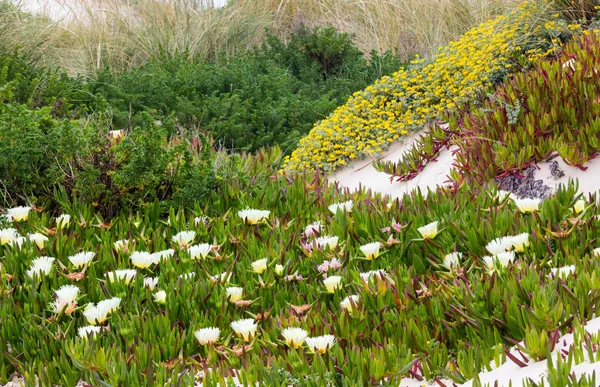 Flores brancas de carpobrotus na colina arenosa (Carpobrotus ). — Fotografia de Stock