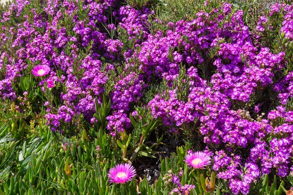 Flores cor de rosa (Carpobrotus) close up . — Fotografia de Stock