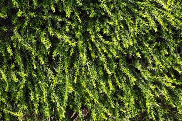 Green needles texture (background). — Stock Photo, Image