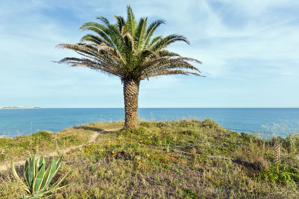 Palma sulla riva dell'oceano . — Foto Stock