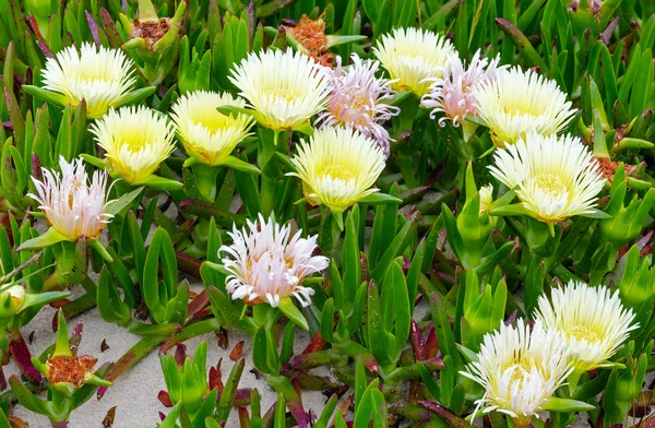 Vita blommor på sand(Carpobrotus) Närbild. — Stockfoto