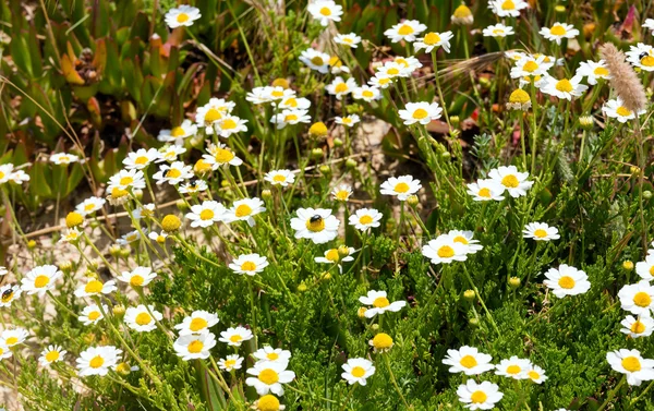 Vita camomile närbild. — Stockfoto