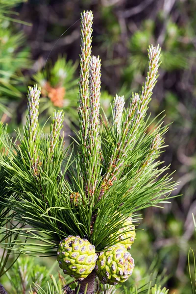 Brindille de pin gros plan . — Photo