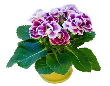 Gloxinia bitki üzerinde beyaz izole mor-beyaz çiçekli