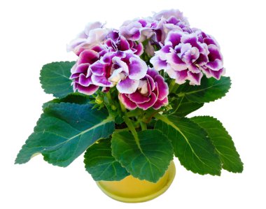 Gloxinia plant with violet-white flowers  isolated on white clipart