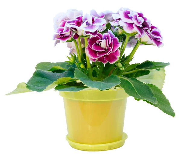 Gloxinia plant with violet-white flowers  isolated on white — Stock Photo, Image