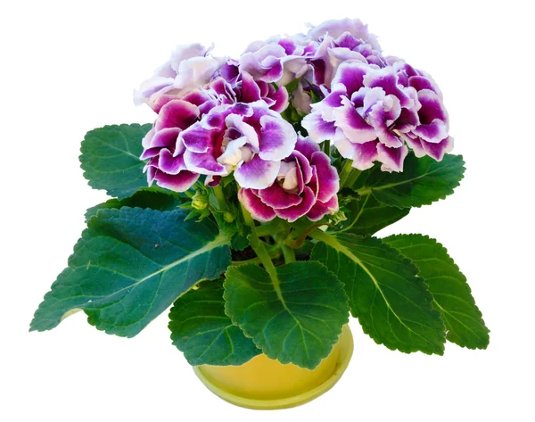 Planta Gloxinia con flores violeta-blancas aisladas sobre blanco —  Fotos de Stock