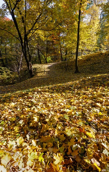 Tappeto di foglie di autunno in parco . — Foto Stock