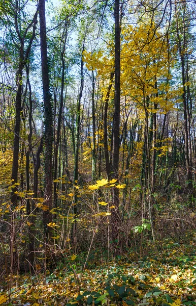 Morning autumn forest. — Stock Photo, Image