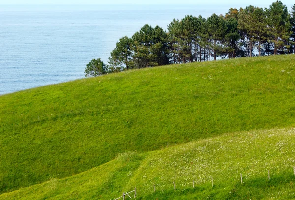 Kiefern an der Sommerküste. — Stockfoto