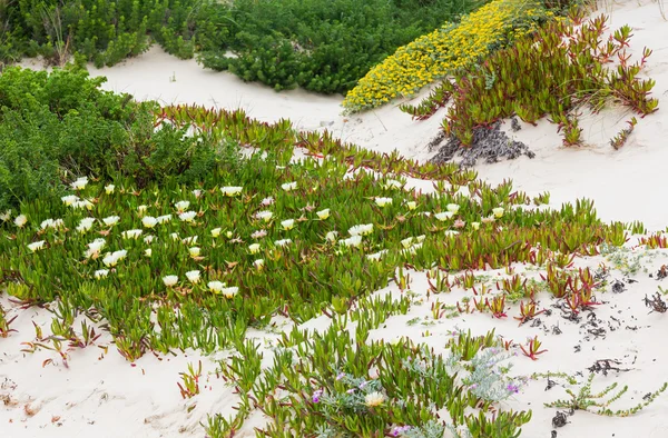 Carpobrotus białe kwiaty na piaszczystym wzgórzu (Carpobrotus). — Zdjęcie stockowe