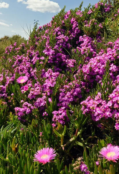 Yamaca pembe çiçekler (Carpobrotus). — Stok fotoğraf