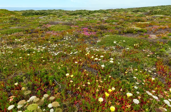 Summer blossoming shore, — Stock Photo, Image