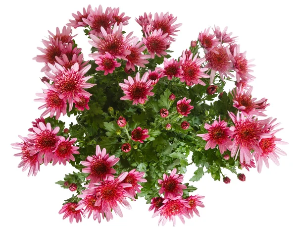 Pink Chrysanthemum flowers  isolated on white — Stock Photo, Image