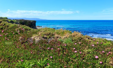 Atlantik çiçek açması kıyı şeridi (İspanya).