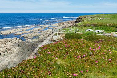 Atlantik çiçek açması kıyı şeridi (İspanya).