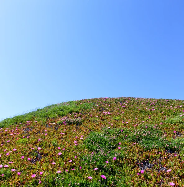 Różowe kwiaty (Carpobrotus) na wzgórzu. — Zdjęcie stockowe
