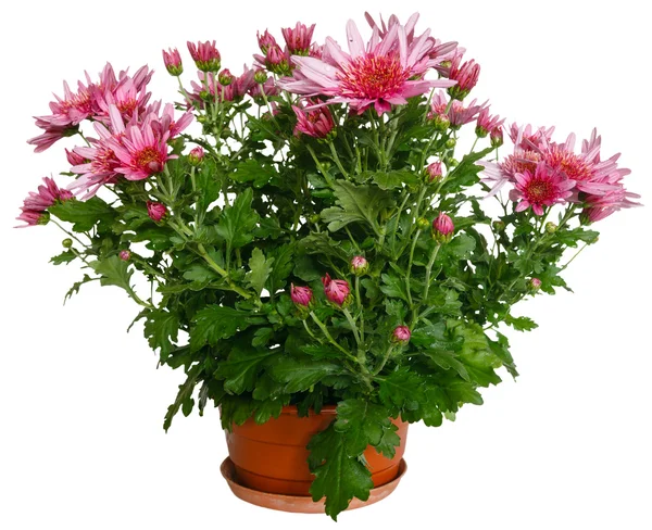 Pink Chrysanthemum flowers. — Stock Photo, Image