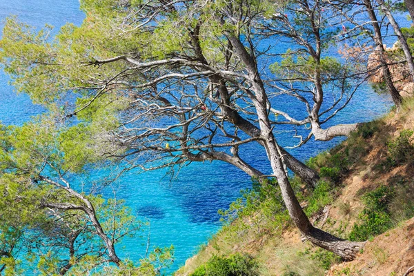 Çam ağaçları deniz yukarıda.