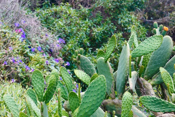 Bloeiende cactussen op zomer helling. — Stockfoto