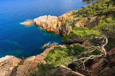 Çam ağaçları deniz yukarıda.