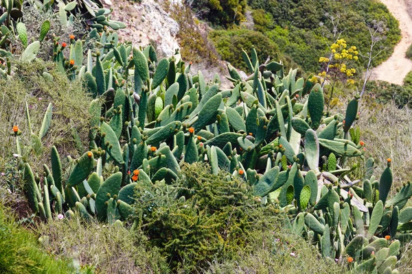 Bloeiende cactussen op zomer helling. — Stockfoto