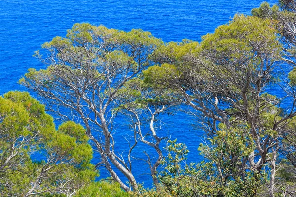 Pine trees above sea. — Stock Photo, Image