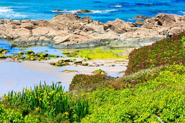 Verano floreciente costa atlántica (Galicia ). — Foto de Stock