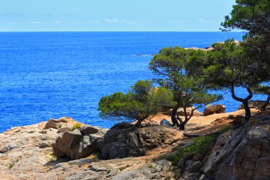Deniz kıyısında çam ağaçları.