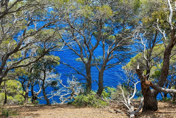 Pine trees above sea. — Stock Photo, Image