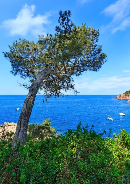 Pine tree above sea. — Stock Photo, Image