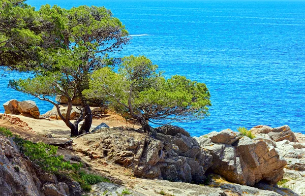 Tallar över havet. — Stockfoto