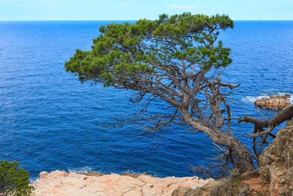 Pino sobre el mar . — Foto de Stock