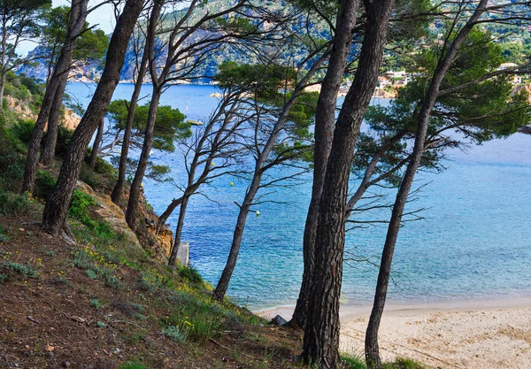 Pinos sobre la playa de mar . —  Fotos de Stock