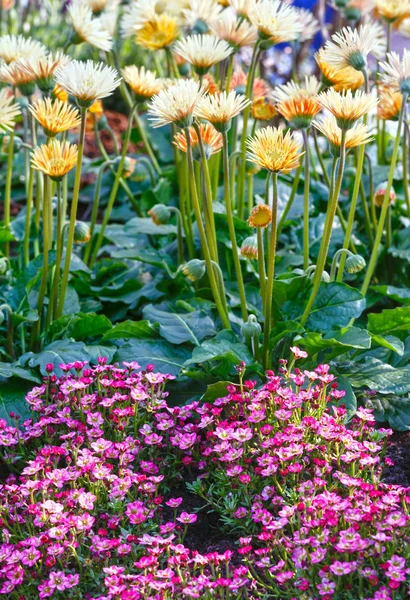 Lente bloemen close-up. — Stockfoto