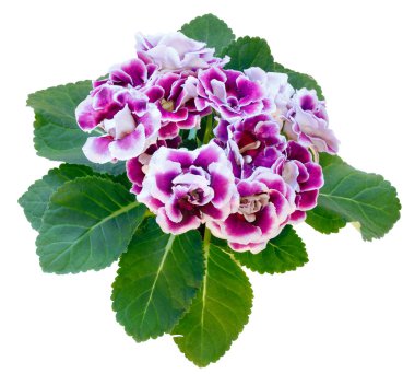 Beyaz izole, gloxinia bitki