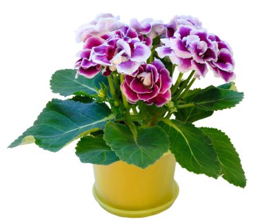 Beyaz izole, gloxinia bitki