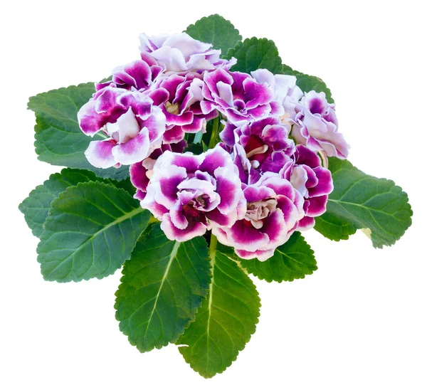 Plante Gloxinia isolée sur blanc — Photo