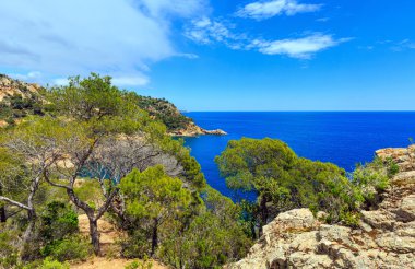 Çam ağaçları deniz yukarıda.