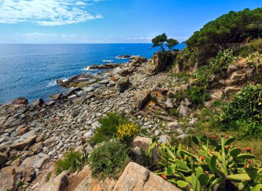 Çiçek açması kaktüsler yaz kıyısında.